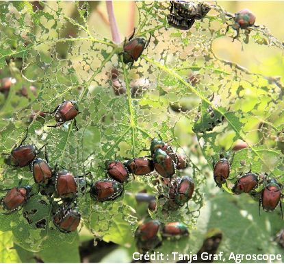 photo du Scarabée japonais - Popillia japonica