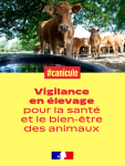 Vignette Image 1 : vignette canicule elevage1 1