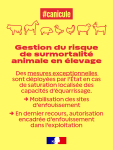 Vignette Image 3 : vignette canicule elevage4 1