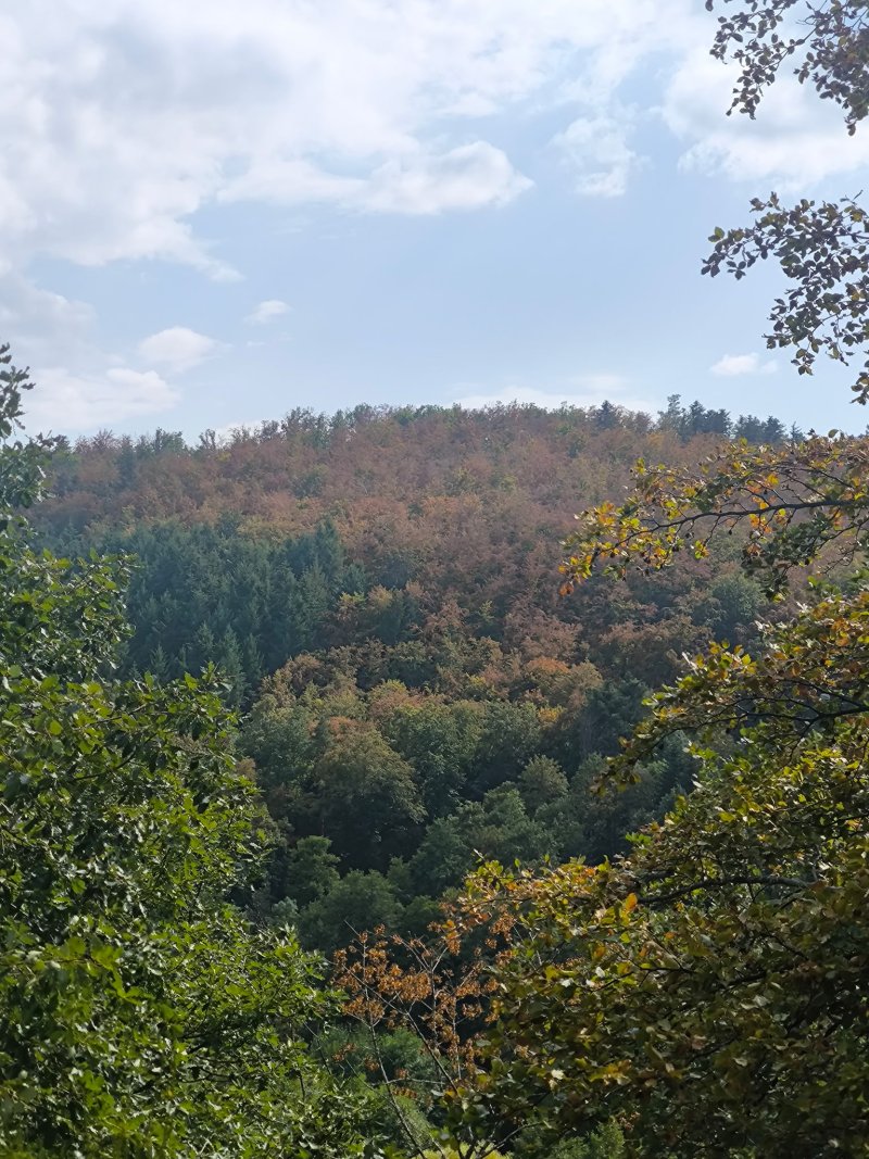 Paysage forestier apparaissant avec des couleurs d'automne (mais plhoto prise en juin), traduisant des ph&eacute;nom&egrave;nes pr&eacute; automnaux (rougissement, fl&eacute;trissement et chute des feuilles) caus&eacute;s par l'intense s&eacute;cheresse de cet &eacute;t&eacute; 2026