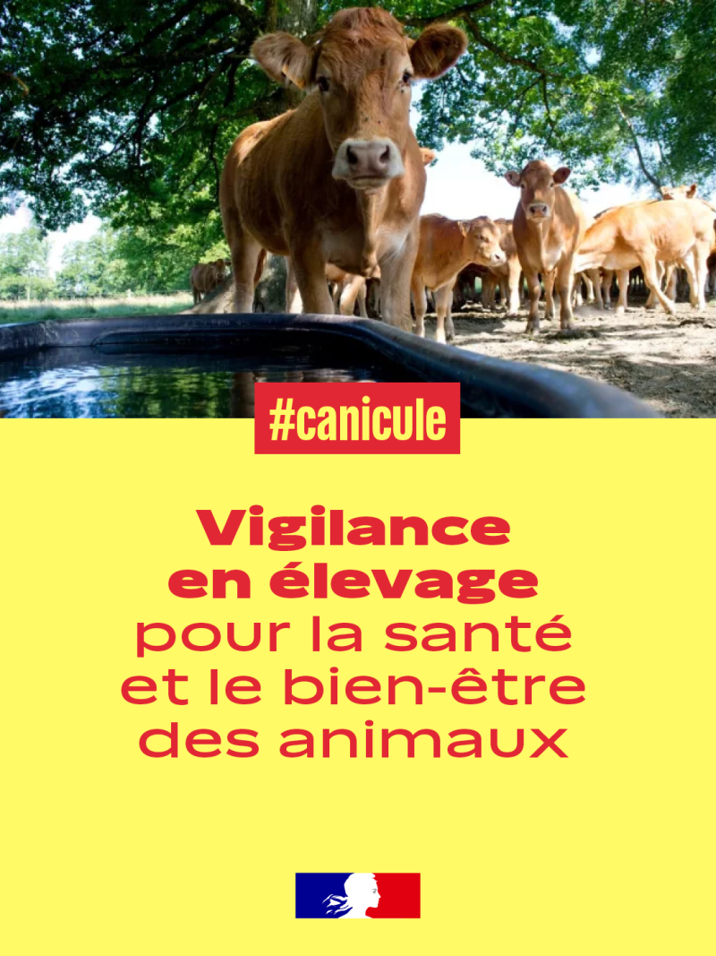 Image 1 : vignette canicule elevage1 1