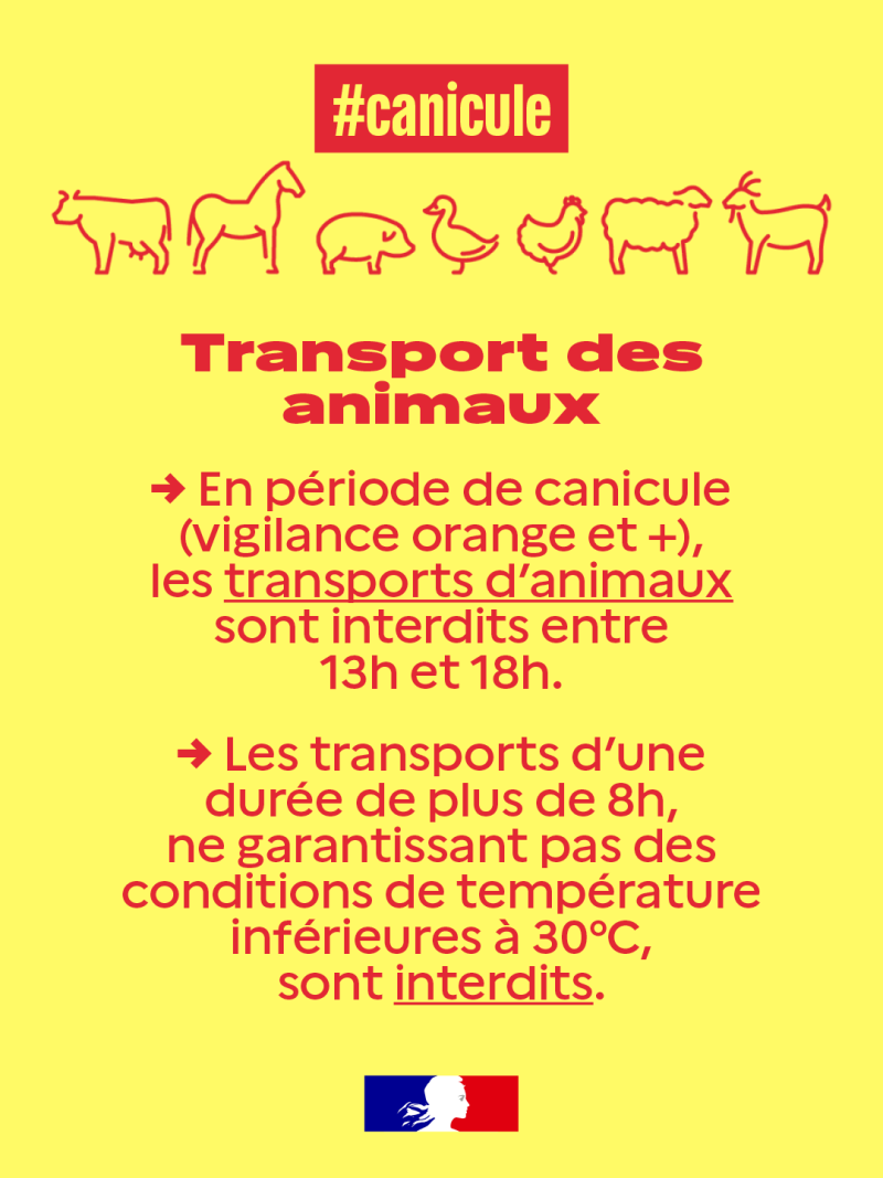 Image 2 : vignette canicule elevage3 1