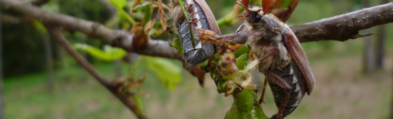 Hanneton forestier adulte, s'alimentant sur une branche de chêne