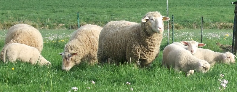 photo d'ovins dans une prairie de la région Grand Est