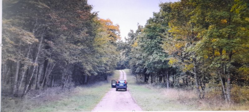 Photographie prise depuis un chemin forestier, offrant un paysage forestier ouvert. Les arbres (surtout des ch&ecirc;nes), pr&eacute;sentent des signes "pr&eacute;automnaux" (feuillage jaunissant, fin septembre)