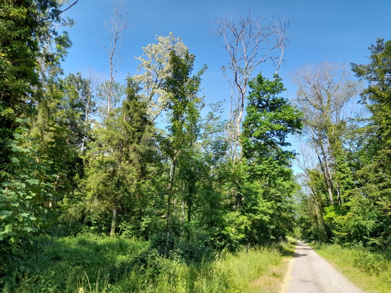 Peuplement forestier, composé essentiellement d'essences feuillues, dans un état sanitaire préoccupant (nombreux signes de dépérissement : houppier dégradé, déficit foliaire, branches mortes...)