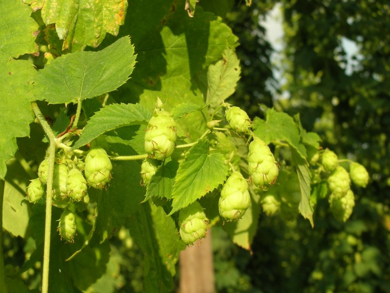 Cônes de houblon