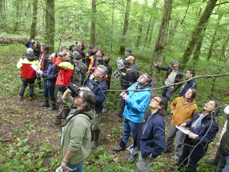 Des personnes (agents permanents du D&eacute;partement de la Sant&eacute; des For&ecirc;ts) sont en for&ecirc;t et observent (avec jumelles) un ph&eacute;nom&egrave;ne sanitaire (la maladie de la suie, sur &eacute;rable sycomodre)